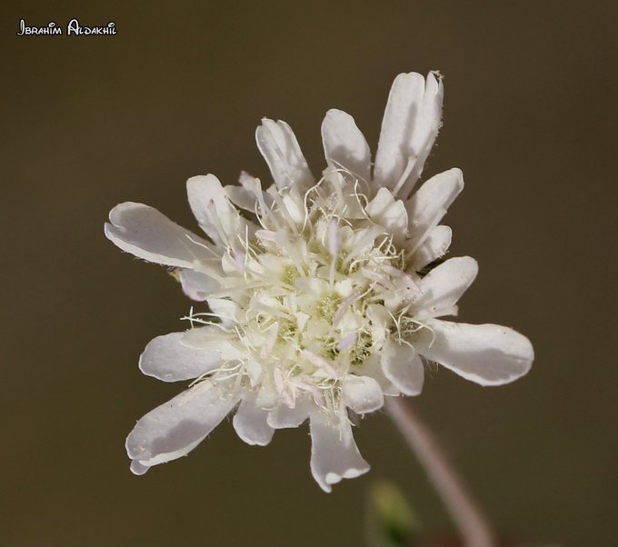 Lomelosia_palaestina