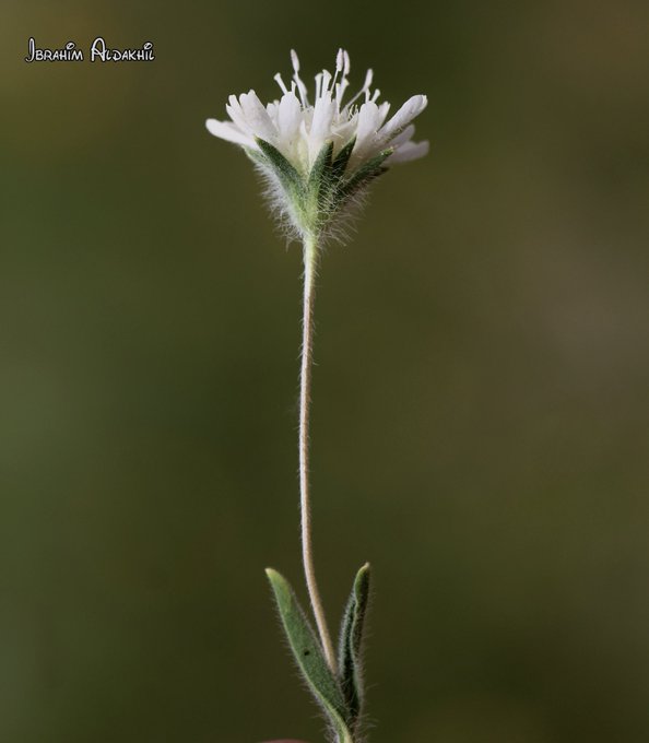 ام قلاص (الطربه) - تصوير: أ
