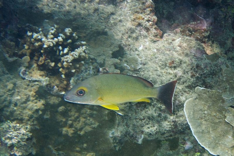 نهاش كهرماني تصوير Paul Asman and Jill Lenoble