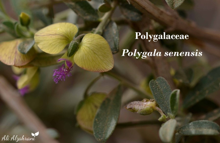 Polygala senensis - تصوير د
