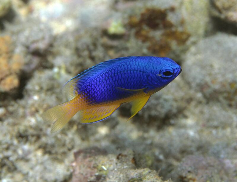 Pomacentrus caeruleus photo by Philippe Bourjon