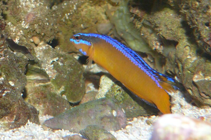 Pseudochromis aldabrensis photo by Haplochromis