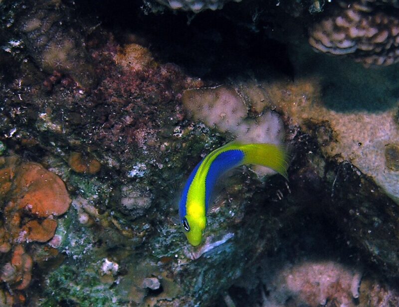 Pseudochromis flavivertex photo by Rob