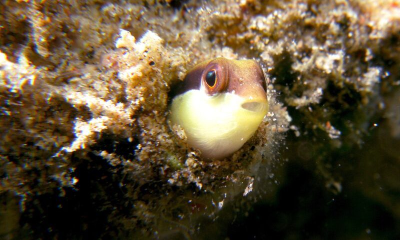 Pseudochromis sankeyi photo by Silke Baron