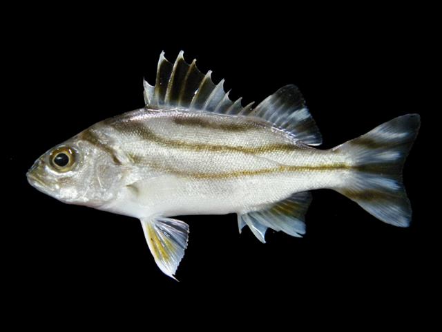 سمكة برعم تصوير Sahat Ratmuangkhwang