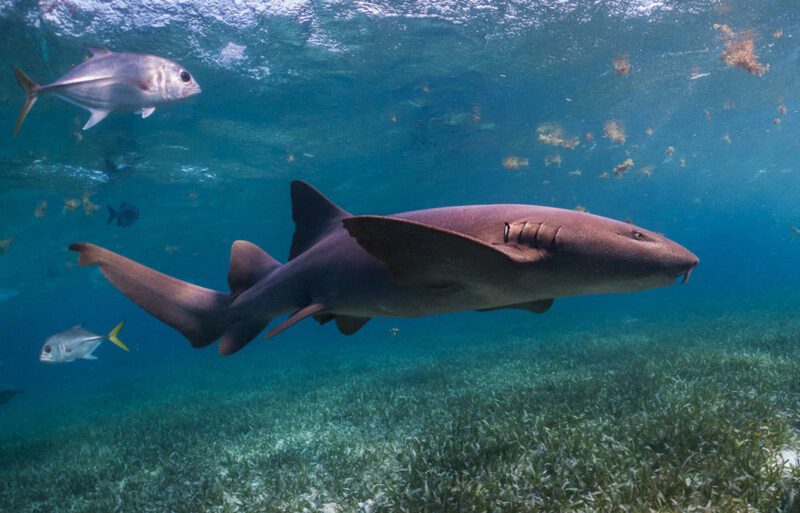 Tawny nurse shark