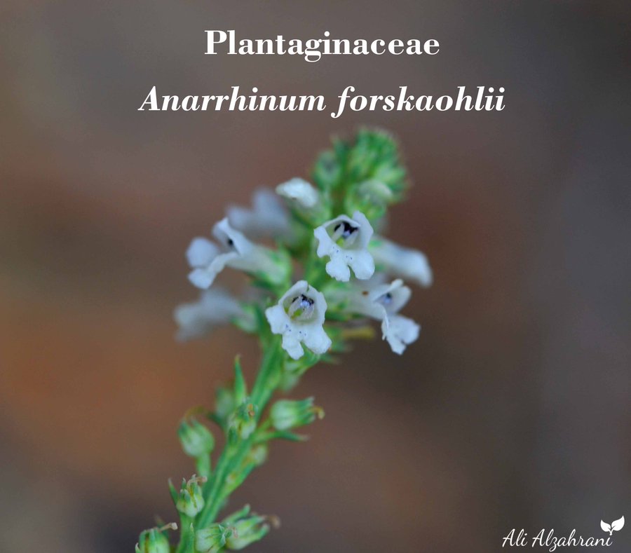 Anarrhinum forskaohlii - تصوير د. علي الزهراني