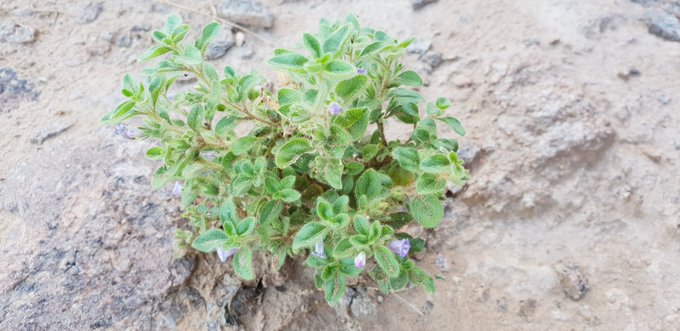 anticharis_glandulosa