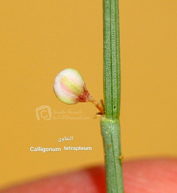 النقاوى (أرطى النقاوى) - تصوير: أ