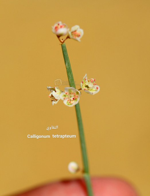 النقاوى (أرطى النقاوى) - تصوير: أ