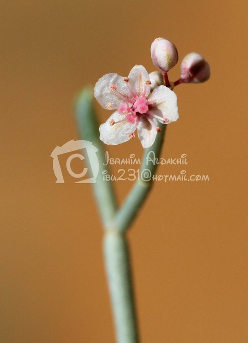 النقاوى (أرطى النقاوى) - تصوير: أ
