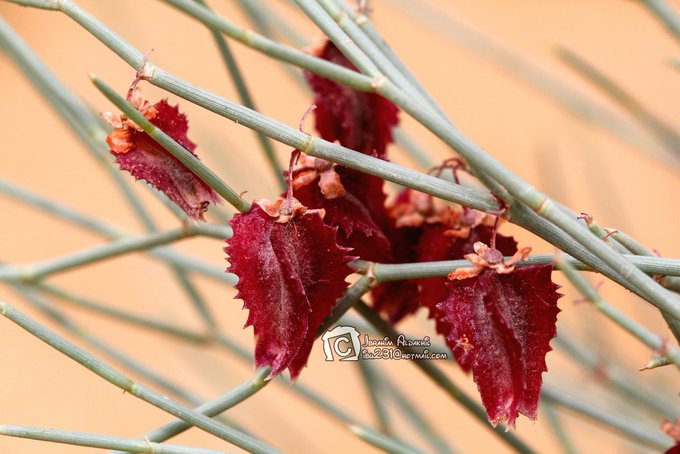 النقاوى (أرطى النقاوى) - تصوير: أ