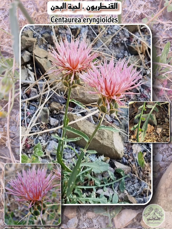centaurea_eryngioides
