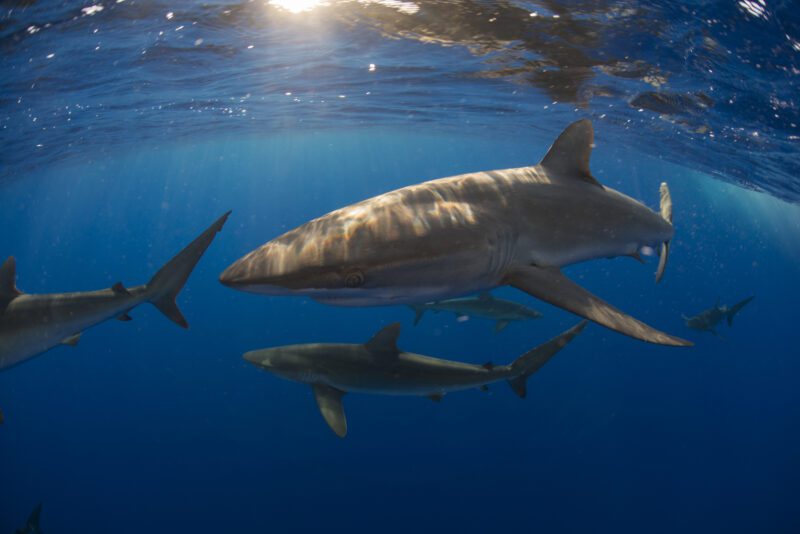 Oceanic whitetip shark