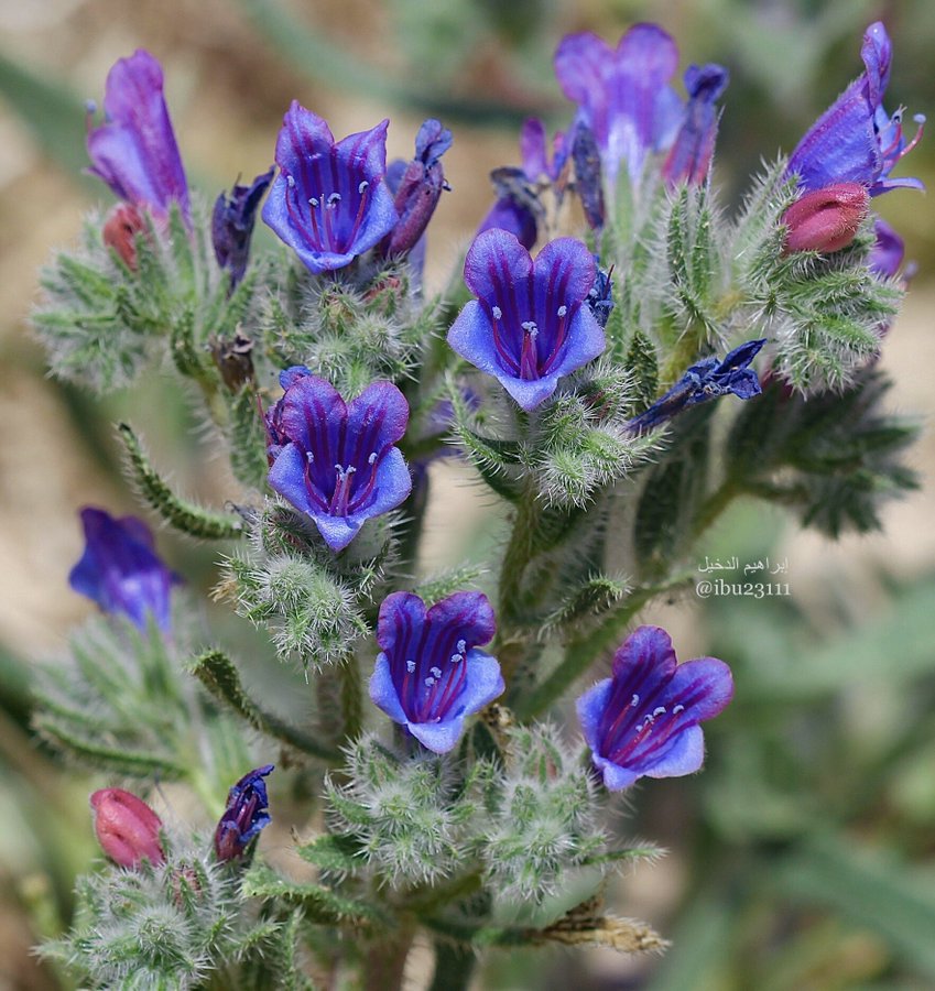 الكحلاء (الكحيل) - تصوير: أ