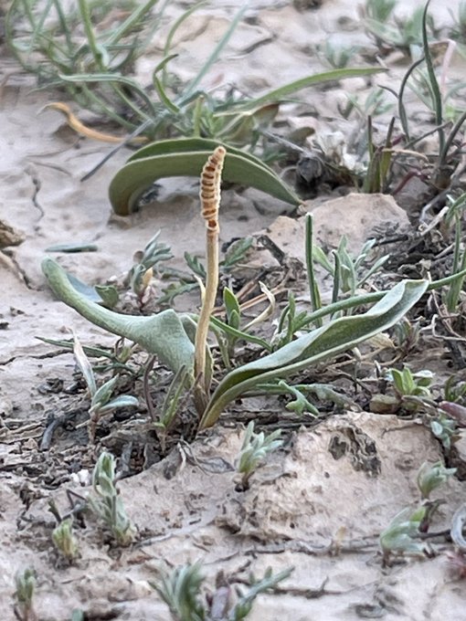 لسان الحية - تصوير: أ. منيف الشمري