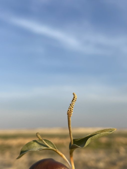 لسان الحية - تصوير: أ