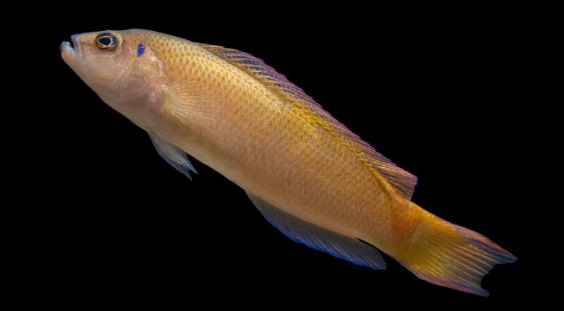 سمك الظهر الباهت تصوير AravindManoj