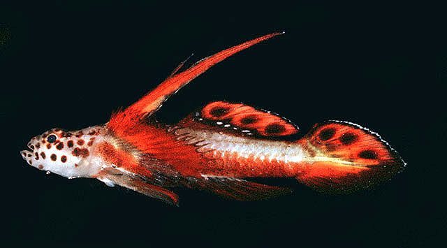 Discordipinna griessingeri photo by John E. Randall