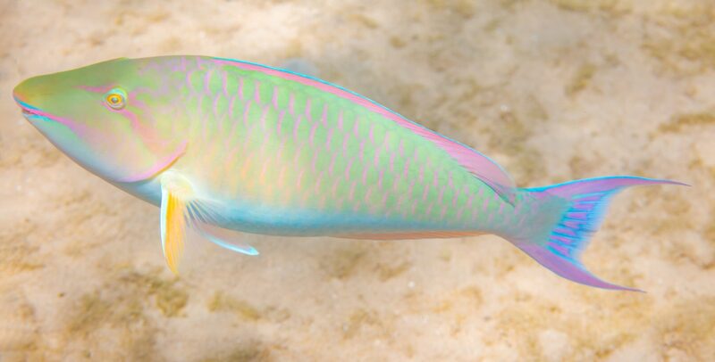 Hipposcarus harid photo by Diego Delso