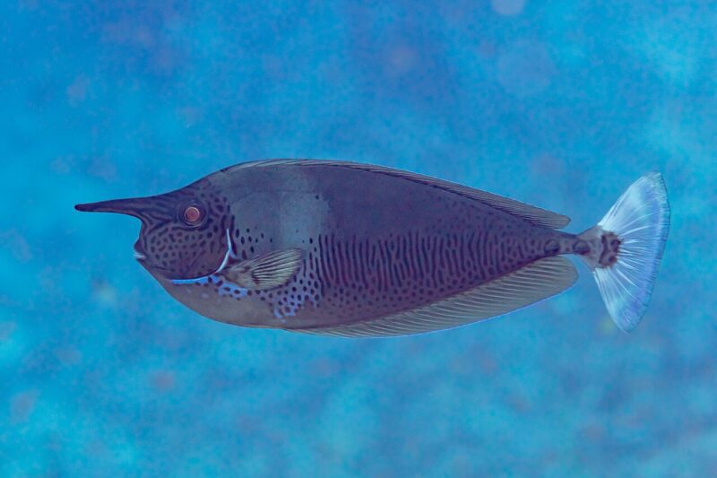 Naso brevirostris photo by Diego Delso