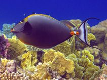 Naso elegans photo by Rusconi, Gianemilio