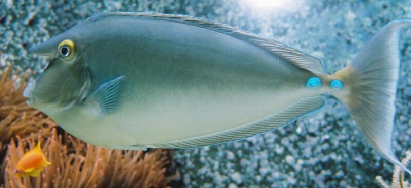 Naso unicornis Photo taken by User BS Thurner Hof