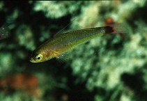 Trimma tevegae photo by Randall, John E.