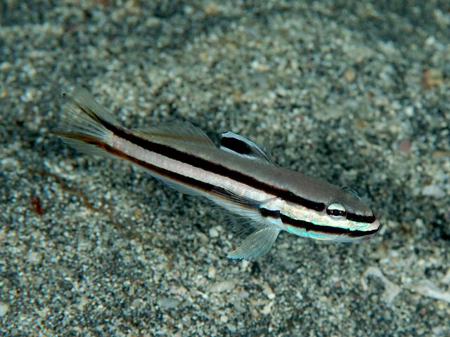 Valenciennea helsdingeni photo by Izuzuki