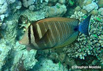 Zebrasoma desjardinii photo by Moldzio, Stephan