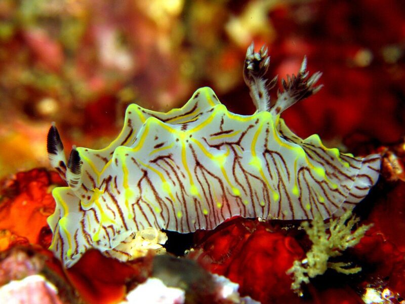 Halgerda willeyiز photo by Chad Ordelheide