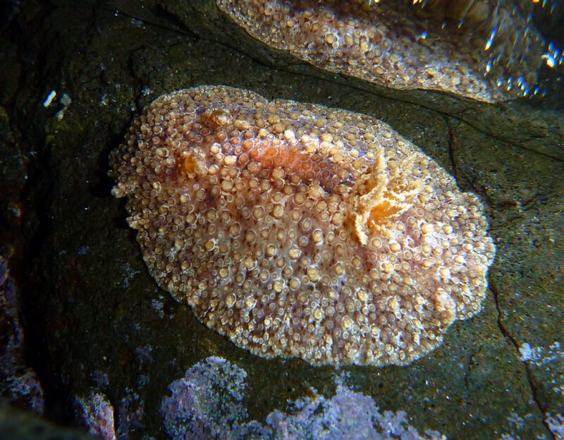 Hoplodoris grandiflora photo by Sébastien Vasquez