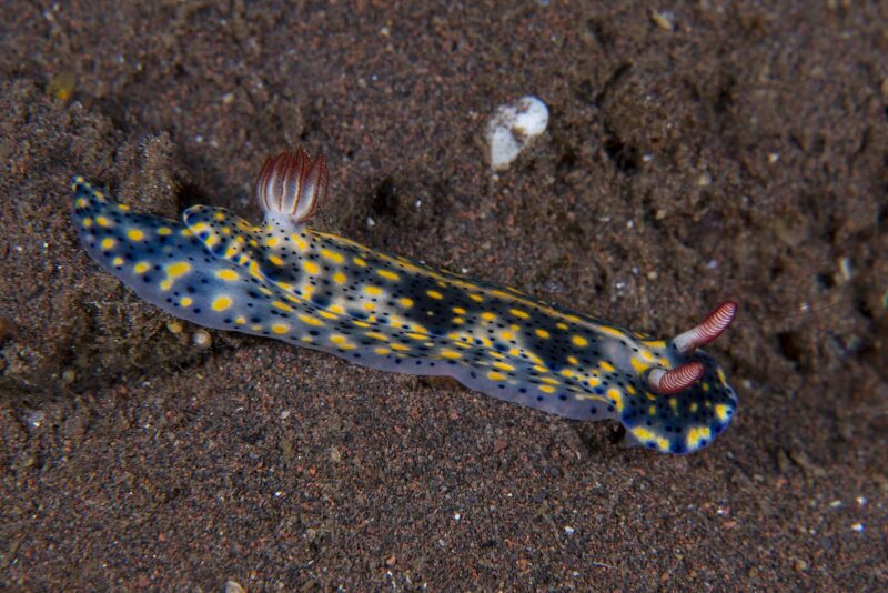 Hypselodoris infucata  photo by Bernard Picton