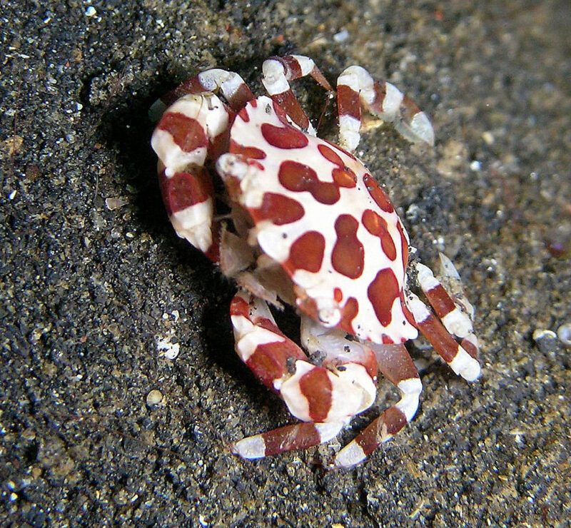 Lissocarcinus orbicularis photo by Steve Childs - originally posted to Flickr