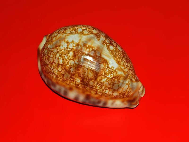 Mauritia grayana photo by Hectonichus