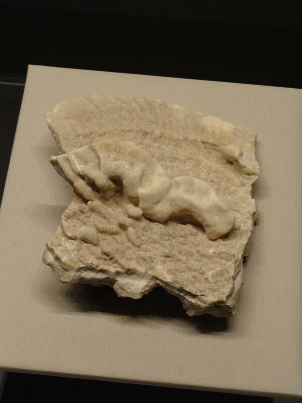 Millepora platyphylla in the exhibition Darwin observador, Darwin naturalista in CosmoCaixa, Barcelona by Esv - Eduard Solà Vázquez