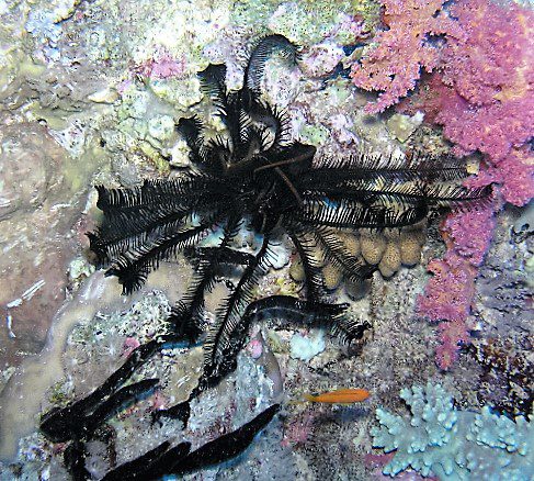 Oligometra serripinna photo by Ventura Mallol