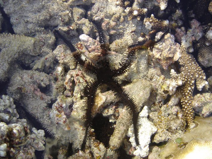 Ophiocoma erinaceus photo by Elapied at French Wikipedia