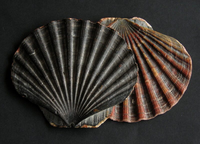 Pecten maximus photo by Manfred Heyde
