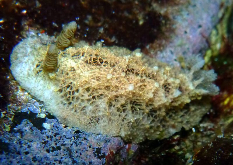 Sclerodoris apiculata photo by Sébastien Vasquez