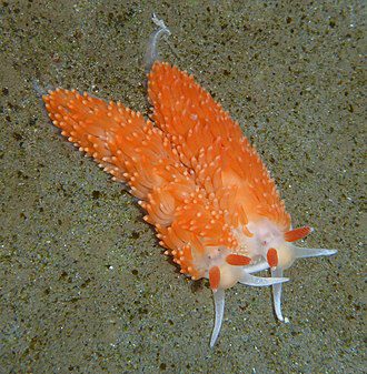 Translucent aeolid photo by Robin Agarwal