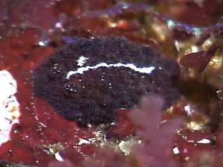 Trippa intecta photo by Izuzuki Diver