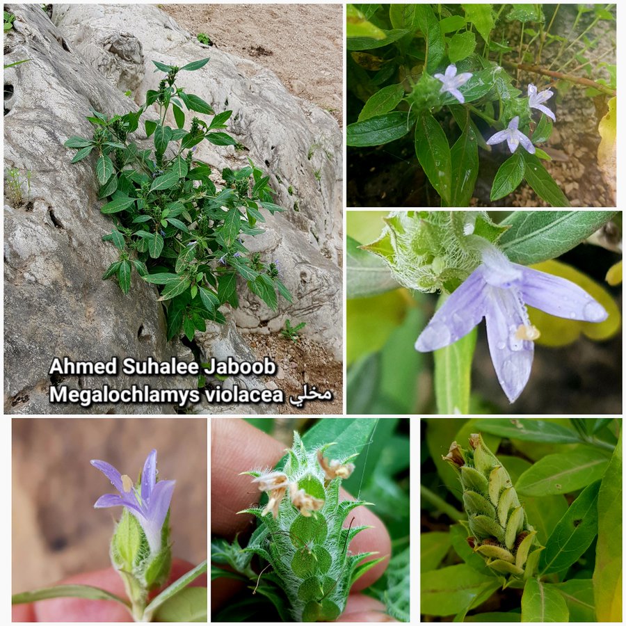 megalochlamys_violacea