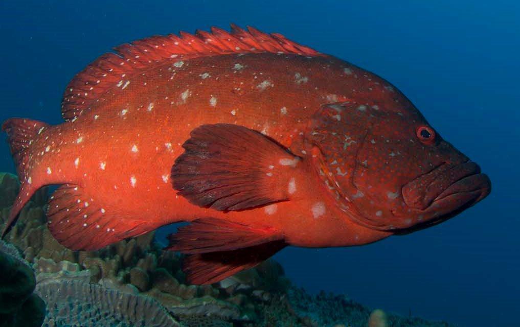 Cephalopholis sonnerati photo by rosepalmer