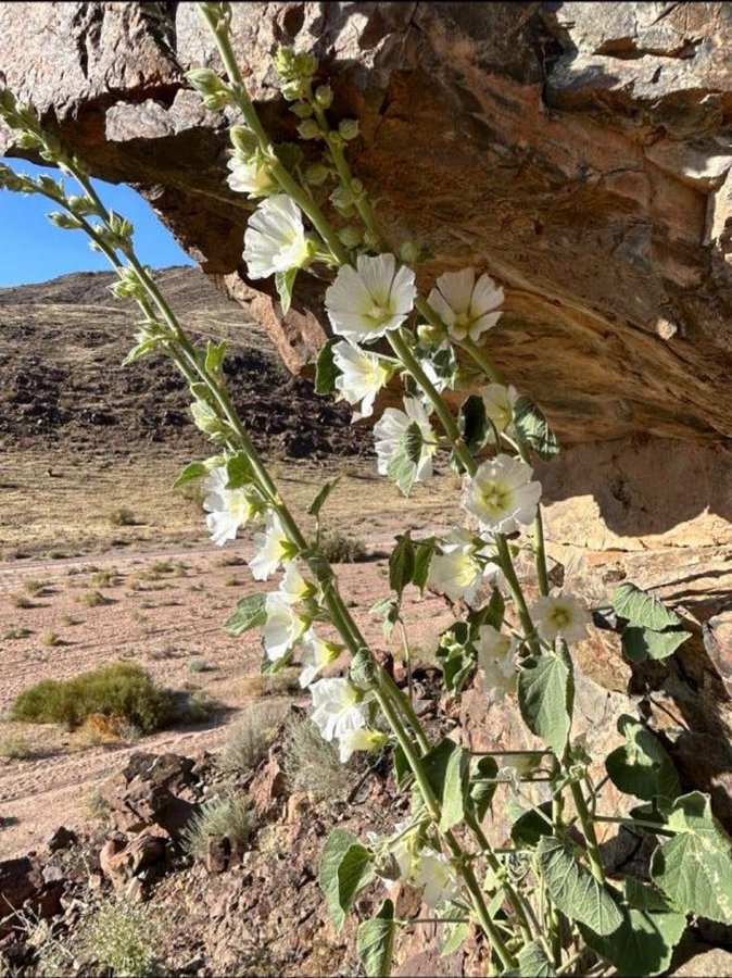 الخطمية العربية (عوينة البقرة) - تصوير: جمعية حياة البيئة