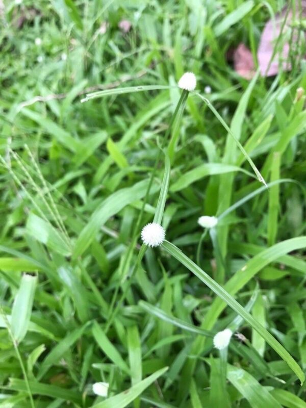 Cyperus chlorotropi- photo by Patrick Bonnin