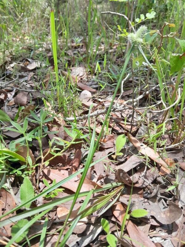 Cyperus chlorotropi- photo by Patrick Bonnin