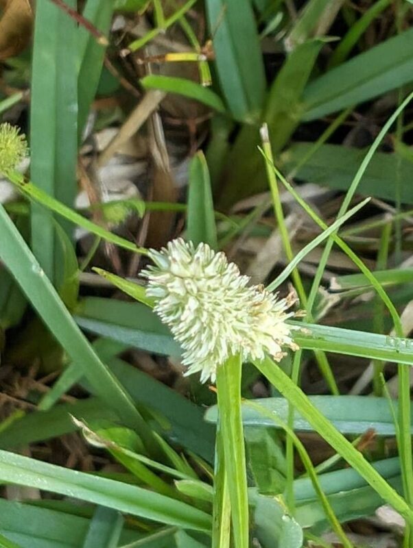 Cyperus chlorotropi- photo by Patrick Bonnin