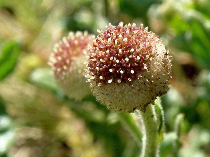 Dichrocephala chrysanthemifolia - photo by Vít Grulich