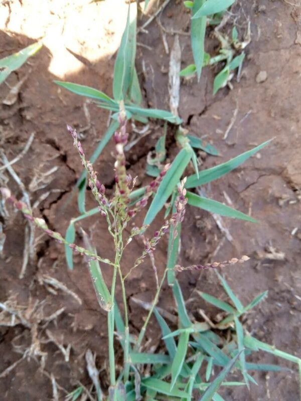 Digitaria abyssinica - photo by Samuel Nkuito